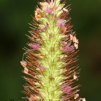 Setaria parviflora (Poir.) Kerguélen